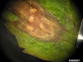 Phomopsis leaf blight and fruit rot
