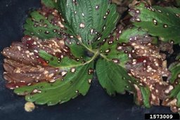 Severe infection of strawberry by leaf spot