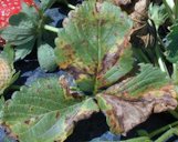 Reddish-brown spots of angular leaf spot