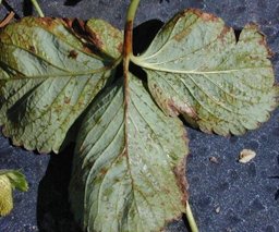 Water-soaked lesions of angular leaf spot