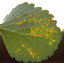 Translucent spots of angular leaf spot