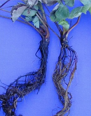 Root necrosis symptoms (few functional roots)