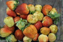 Thrips damage to strawberry