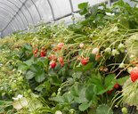 Strawberry agriculture of Shizuoka prefecture, Japan