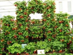 Strawberries on display at Chelsea Flower Show, 2009