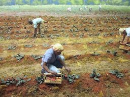 A diorama created from beeswax by Dr. Henry Brainerd Wright at the Louisiana State Exhibit Museum in Shreveport, Louisiana, depicts strawberry harvesting
