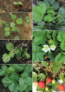 Biological life cycle of Fragaria x ananassa Duchesne ex Rozier