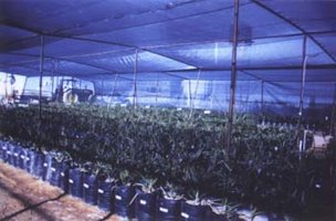 An ultra violet resistant shade net of 80% is commonly used for date palm nursery