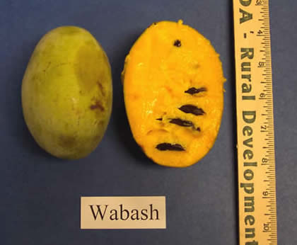 'Wabash' flesh and seeds