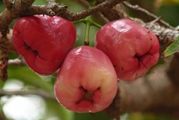 Wax Apple, Syzygium samarangense,  Java central, Indonésie