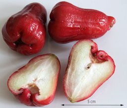 Wax apples / java apples (Syzygium samarangense), bought at Dong Xuan Center in Berlin