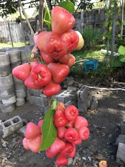 Wax Apple Syzygium samarangense, El Empalme, Panama