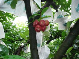 Lainwu (Wax apple) on the tree