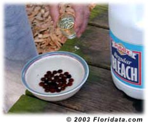 Soak the seeds in a 10% bleach solution - I use a shot glass - mix 1 shot of laundry bleach with 10 shots of water.