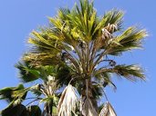 More severe symptoms and leaf dieback on Fan palm