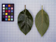 'Fuyu' leaves