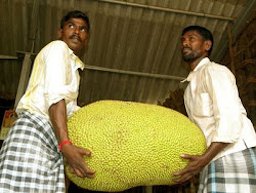 Jackfruit weighing 61 kg.