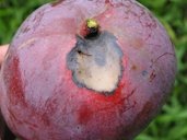 Anthracnose on fruit circular lesions