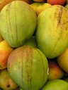 On mature fruits “tear stain” lesions