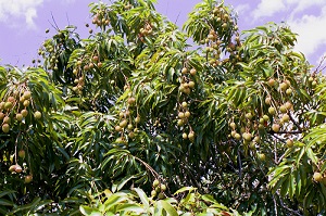 Looking Up at a Lychee Treetop Loaded With Fruit