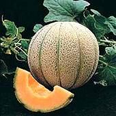 Muskmelon (also called rockmelon or cantaloupe)