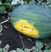Watermelon have a brown tendril and creamy of yellow underside: