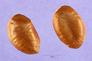 Pawpaw seeds