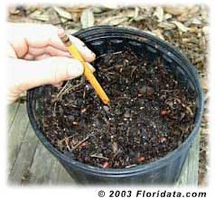 Use a pencil to drill a hole in the soil and insert the palm seed so that it is just peeking above the soil line.