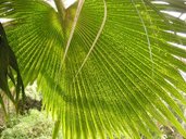 Mild symptom leaf speckling on Pritchardia palm