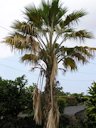 More severe symptoms and leaf dieback on Pritchardia palm