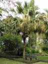 Mild symptom leaf yellowing on Pritchardia palm