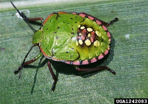 Fifth instar nymph of the southern green stink bug
