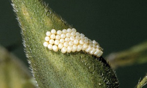 Eggs of the Southern Green Stink Bug