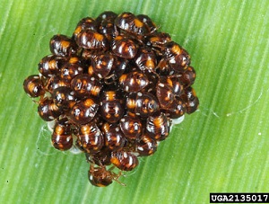 1st instar nymphs