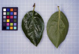 'Sugura' persimmon leaves