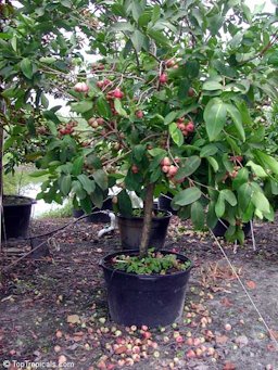 Syzygium samarangense, Syzygium javanicum, Eugenia javanica