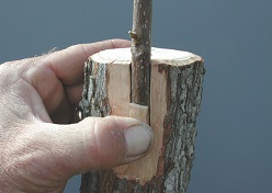 Inlay graft properly positioned