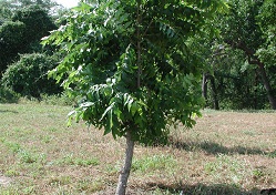 Seedling pecan tree to be grafted
