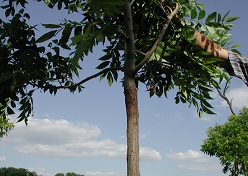 Seedling pecan tree