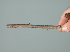 Typical pecan graft stick