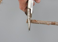 Cut off the base of the graft stick