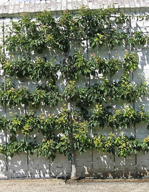 A picture of the espaliered horizontal espalier fruit tree form