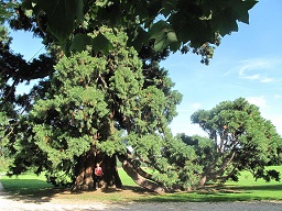 Sequoiadendron giganteum layering in the park of the castle of Rentilly (Seine-et-Marne)