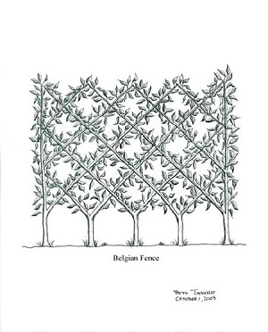 Belgian Fence Illustration by Beth Thevenot