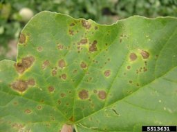Alternaria leaf blight, many foliar lesions of varying ages