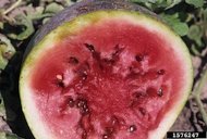 Cross section through mature fruit shows external and internal damage