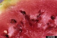 Cross section through mature fruit shows external and internal damage
