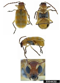 Multiple views of the banded cucumber beetle, Diabrotica balteata LeConte
