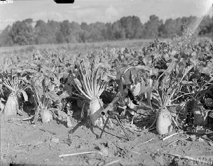...camouflaged in a beet field during an exercise near Arras