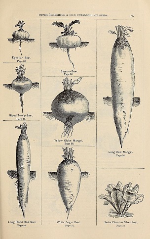 Peter Henderson & Co's seed catalogue: 1875